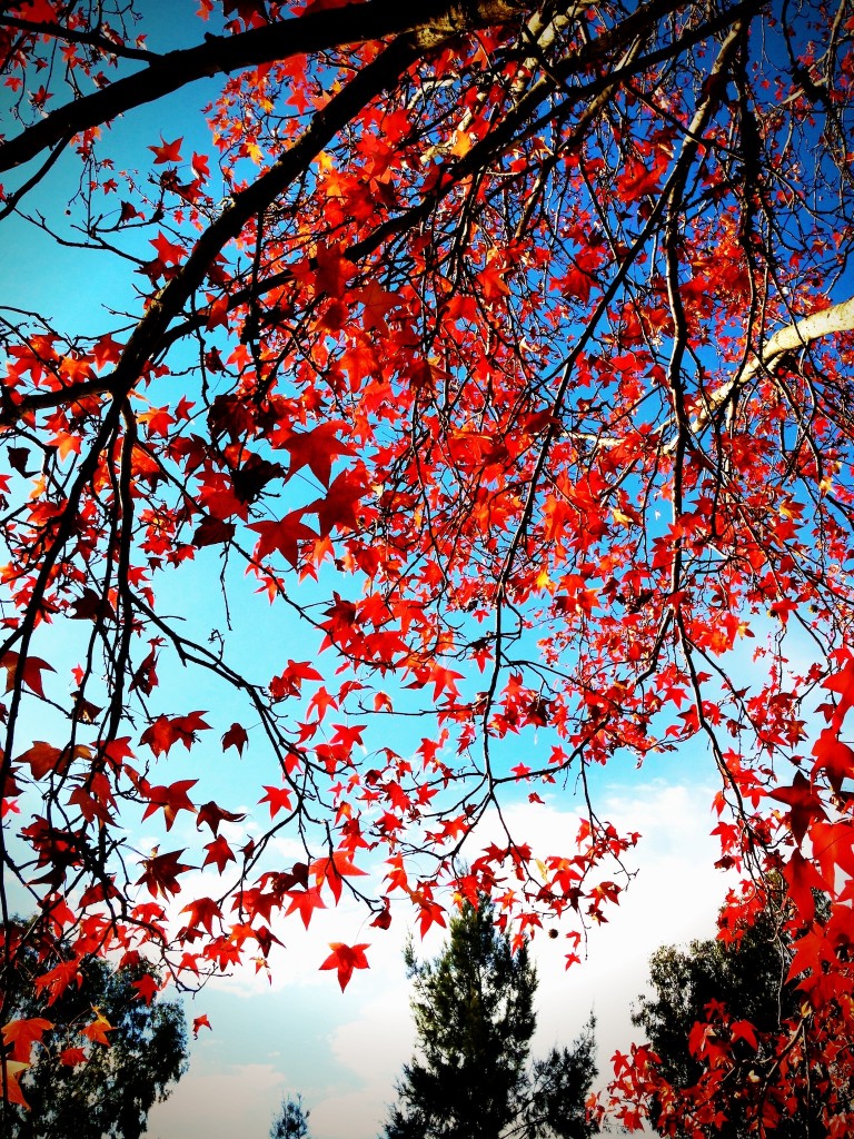 Amazing colours in autumn out in the country